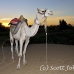 camel_bank_west_lux_h_0017_egy3099.jpg